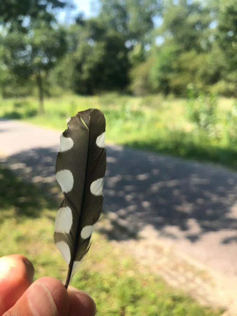 Veer van een bonte specht